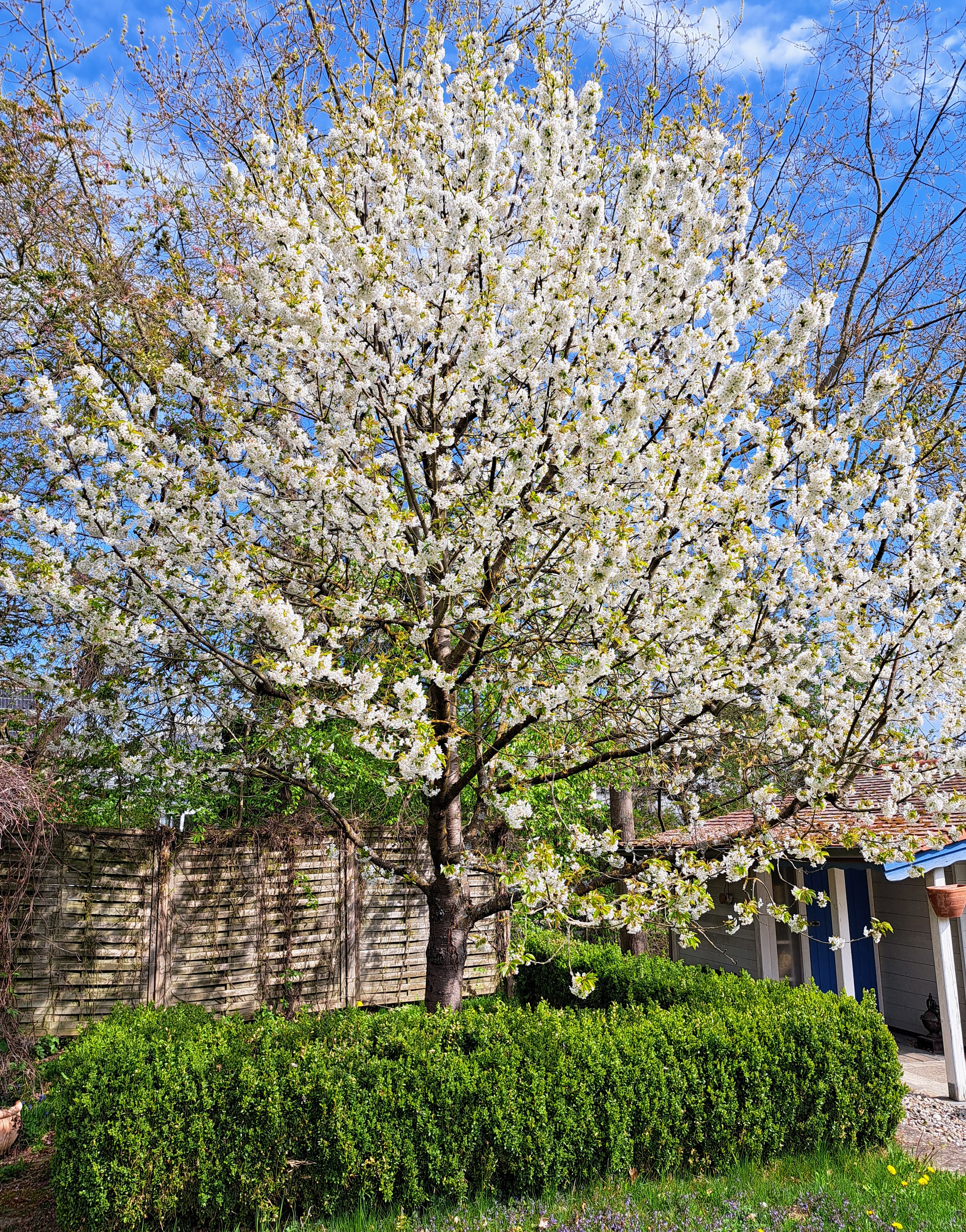 Cherry blossoms